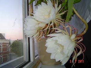 Afbeelding wordt geladen